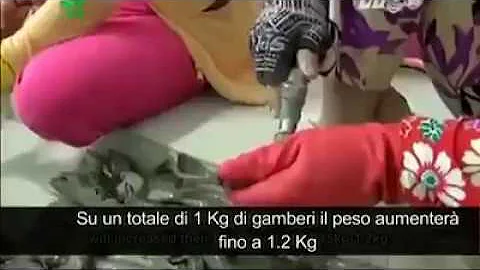 Come vedono i gamberi?