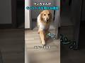 【㊗️400万回再生🐶】ワンちゃんがそっとドアを開ける理由#犬 #犬動画 #犬のいる暮らし