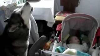 Wolf dog sings to a baby to stop his cry