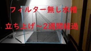 #5 フィルター無し レッドビーシュリンプ水槽 2週間経過の様子 ローテクアクアリウム