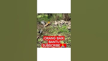 mikat burung ruak ruak #shorts #mikatburung @al-faridcn01