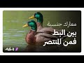 معركة جنسية تدور بين ذكور البط وإناثها.. شاهد من ينتصر؟