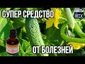 Обработка огурцов йодом и молоком. Рецепты для защиты, профилактики и лечения огурцов