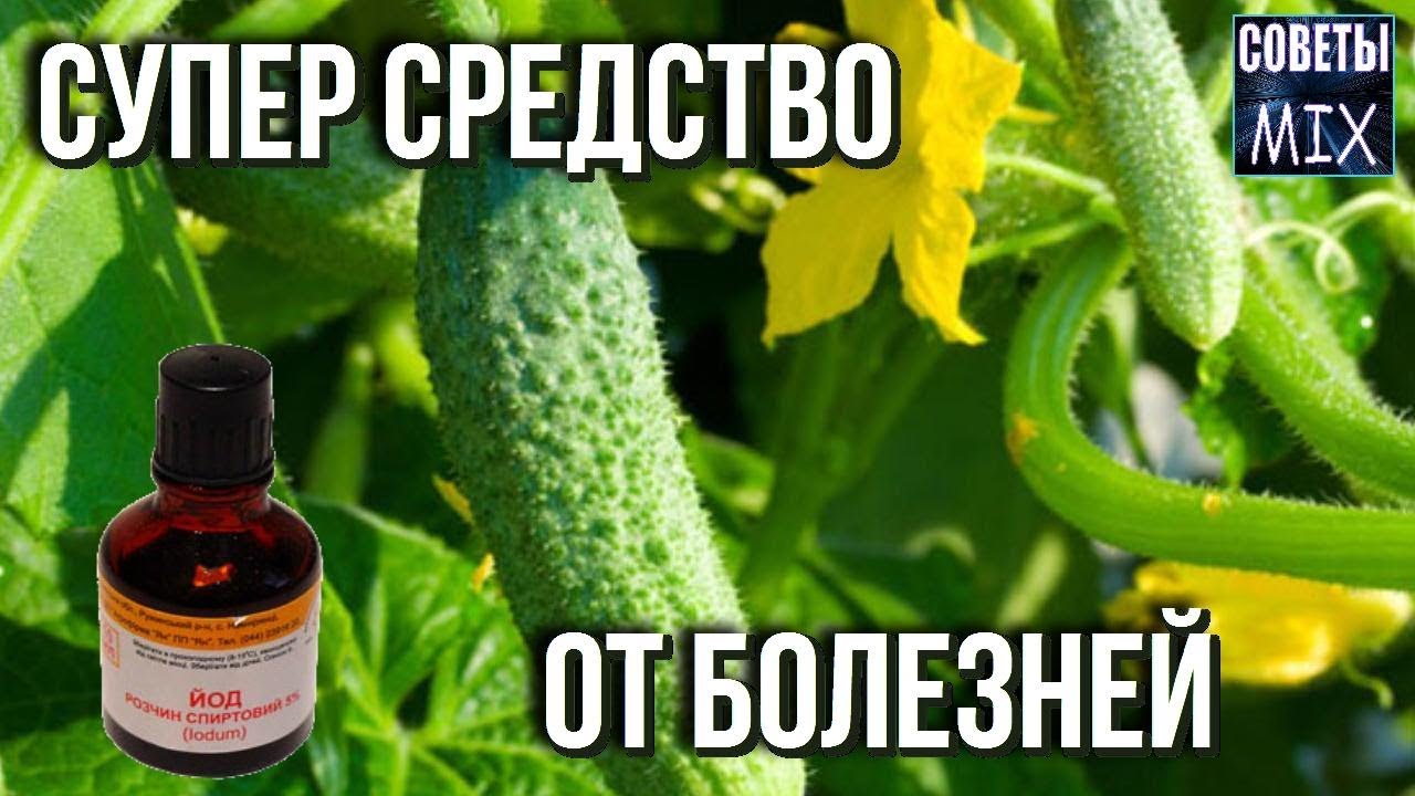 Огурцы йод молоко