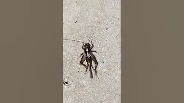 House Cricket Chirping Bug Making Sound Insect Making Sound 