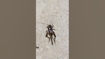 Thumbnail of House Cricket Chirping | Bug Making Sound | Insect Making Sound