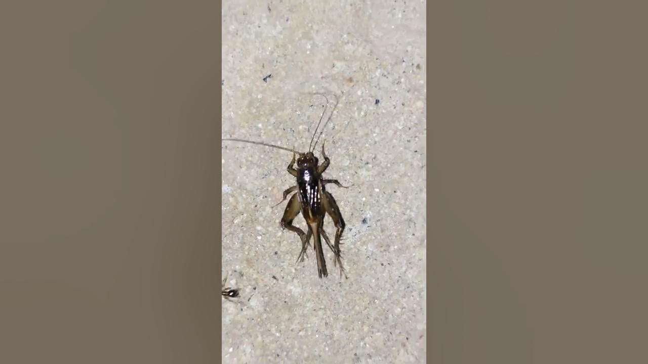 House Cricket Chirping | Bug Making Sound | Insect Making Sound