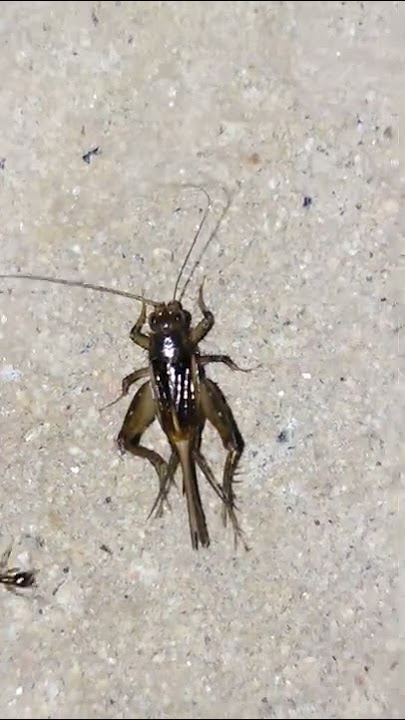 House Cricket Chirping | Bug Making Sound | Insect Making Sound