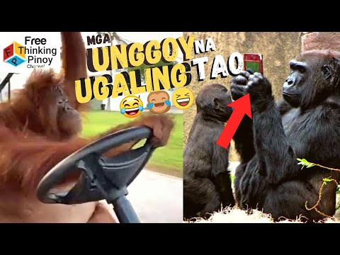 Video: Panginoon ng mga Langaw
