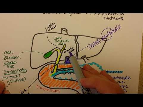 Video: Cum sunt conectate ficatul și vezica biliară la duoden?