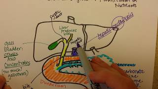 The Pancreas, Liver, and Duodenum Work Together