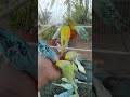 🛍️知らずに買うと後悔! 日本のインコグッズ🐦