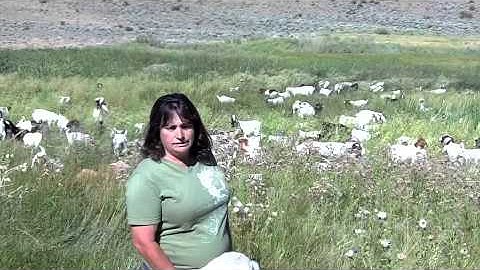 Nevada Goats | Noxious Weed Control
