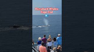Humpback 🐋 Whales in Cape Cod #boat #boattour #whalewatching #humpbackwhale #capecod #massachusetts