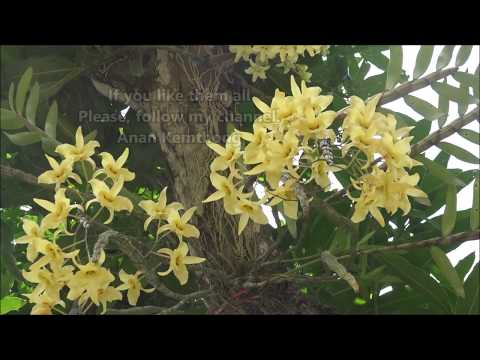วีดีโอ: Dendrobium, Wanda, Miltonia, Cymbidum, พื้นฐานของการเลี้ยงกล้วยไม้ในอพาร์ตเมนต์ - 2