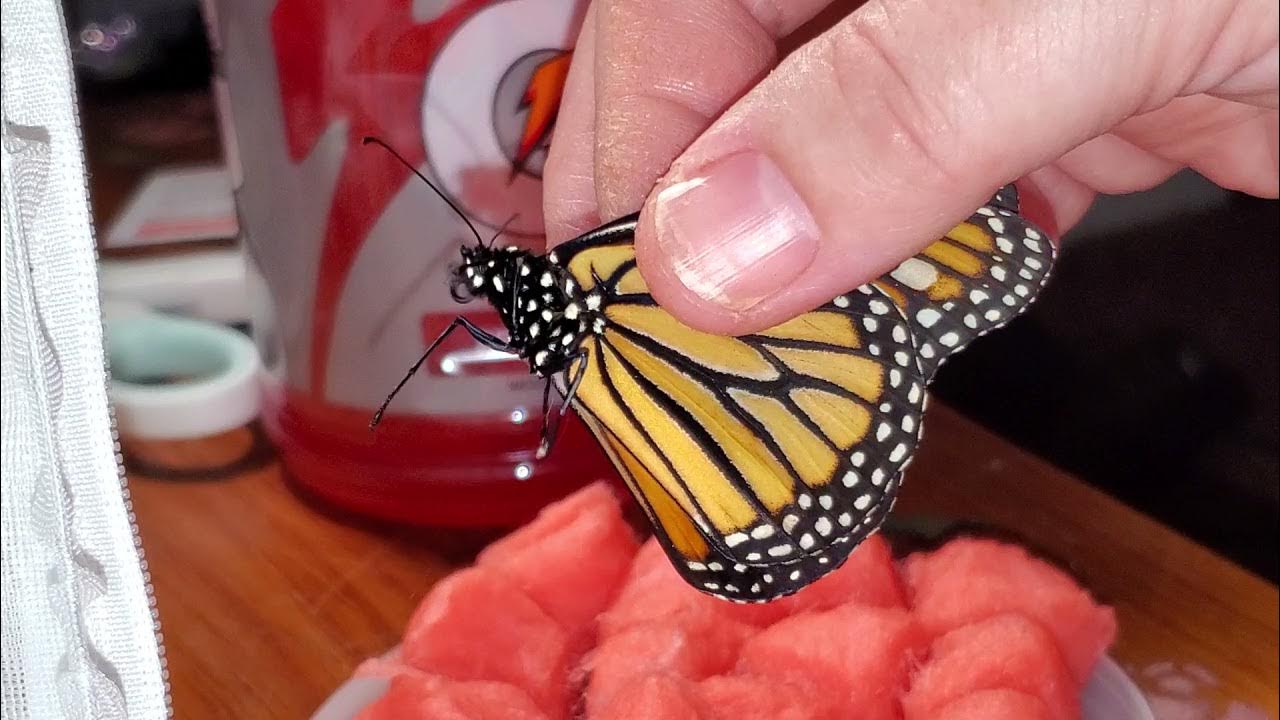 How I get a butterfly to drink juice, sugar water or Gatorade YouTube