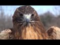 Get to Know the Red-Tailed Hawk