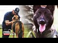 Retired Military Dogs Find New Homes Thanks to This Navy SEAL Retired Military Dogs Find New Homes Thanks to This Navy SEAL