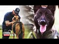 Retired military dogs find new homes thanks to this navy seal