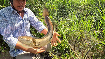 Vớt bẫy trúng cá lóc khủng, làm mâm cơm trưa ngon hết sảy | MGQ2 #10