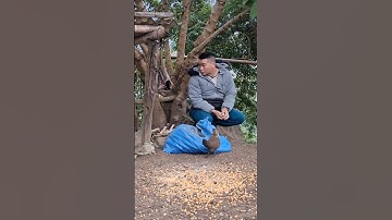 Hlau youtube cho gà rừng ăn.Hlau pub qaib lom zem heev