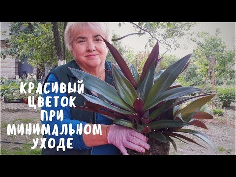 Рео традесканция уход в домашних условиях