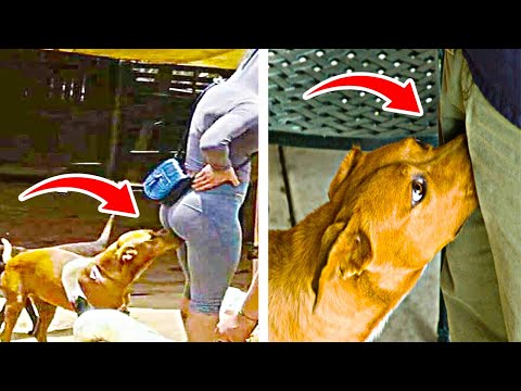 فيديو: وظيفة الأهداب غير المنسقة في الكلاب