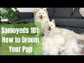 Samoyeds 101: How to Brush Your Dog | How to Groom a Pup with Excessive Hair