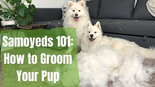Samoyeds 101: How to Brush Your Dog | How to Groom a Pup with Excessive Hair