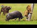 AFRICAN WILDLIFE | The Real Forces Behind Every Hunt and Migration | Nature Documentary