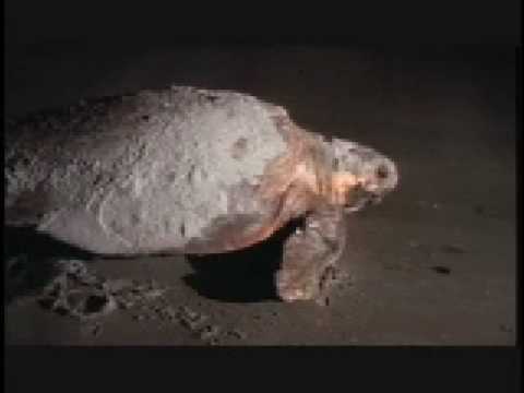 Sharing the Coast - Sea Turtles