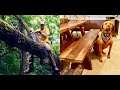 From LOG to SITTING BENCH with HAND TOOLS - ASMR