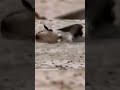 Eagle 金雕猎食羚羊 太震撼了 真是四两拨千斤 跟着图尔去旅行 Eagle 金雕猎食羚羊 太震撼了 真是四两拨千斤 跟着图尔去旅行