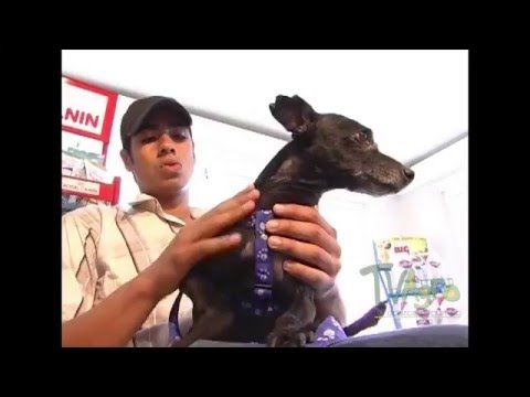 Video: Problemas De Latidos Cardíacos (parada) En Perros