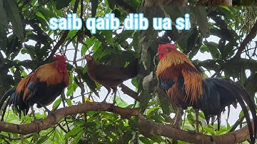 Saib qaib dib ua si