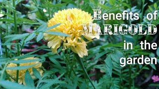 BENEPISYO NG MARIGOLD SA ATING GARDEN | We Are Farmers