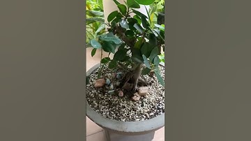 A Simple life hack with a Wire Cutter ! 😍  #diy   #tools #tips #tricks #trending #wood #shorts