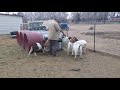 Feeding our boer goat does at Mulberry Creek Farm