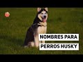 Nombres para perros HUSKY o LOBOS SIBERIANOS 🐾 (PARA HEMBRAS O MACHOS)