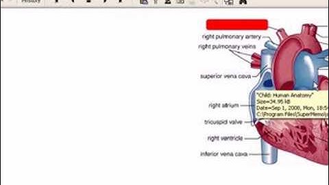 Learning Human Anatomy with SuperMemo