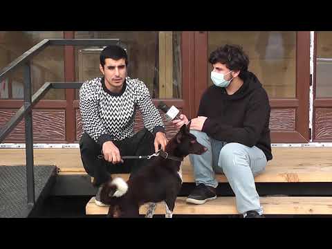 ვიდეო: რომელი ჯიშის ძაღლი არის შესაფერისი ალერგიით დაავადებულთათვის