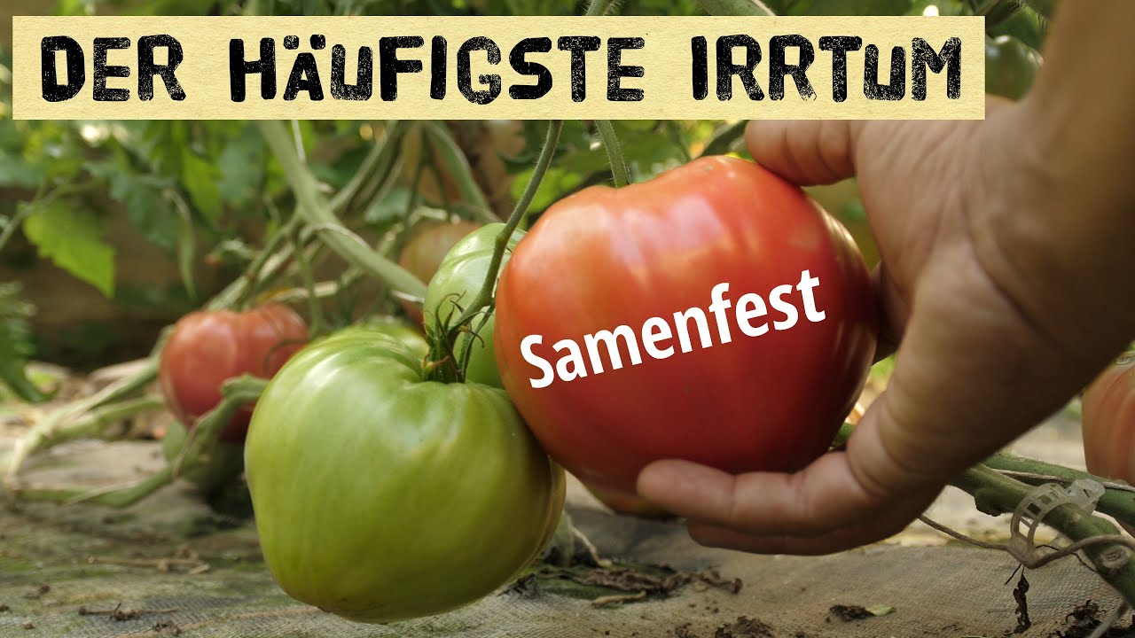 künstliche pralinen Cosmic Dealer Limitierte Edition main image 1