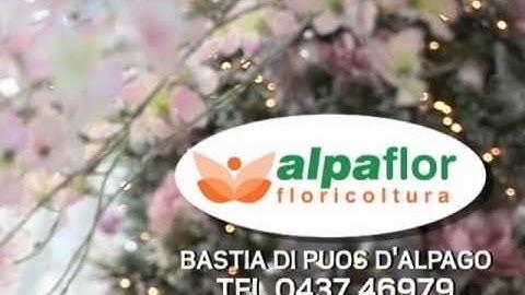 Come fare l'albero di Natale con Alpaflor