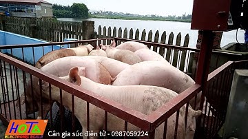 Cân lợn 1 tấn, 2 tấn - floor scale - Animal Farm Livestock Scales |👍| Hoàng cân