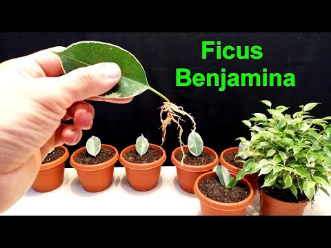 Video: Ficus Benjamin: krooni moodustamine