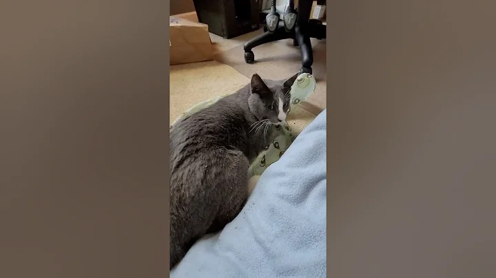 Tito & Catnip