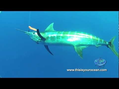 Massive Mako Shark Surprises Diver and Blue Marlin!