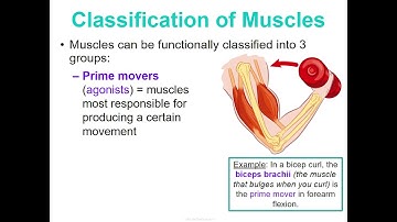 Concept 3 Notes - Muscular System - Google Slides