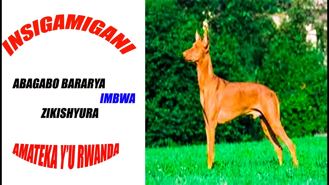 Inkomoko ABAGABO BARARYA IMBWA ZIKISHYURA Insigamigani Amateka y'u