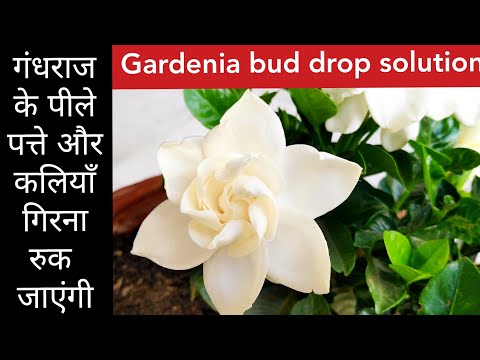 Video: Garden Bud Drop – miks gardeenia pungad taimelt langevad?